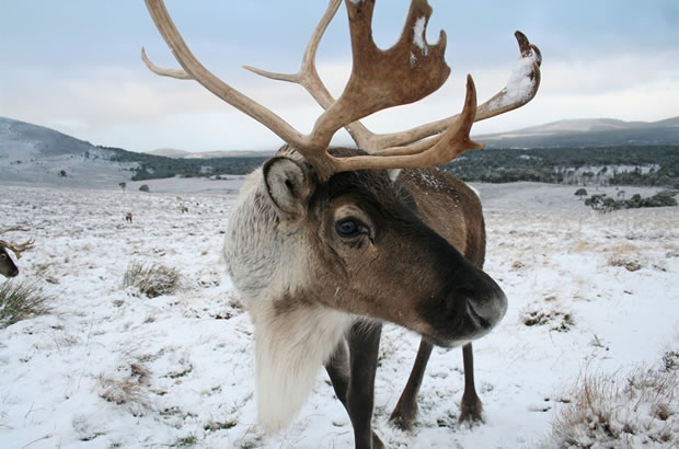 cairngorm-reindeer