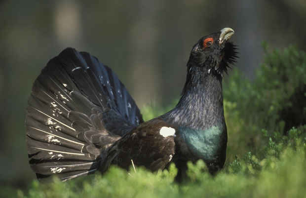 capercaillie-at-abernethy-sml