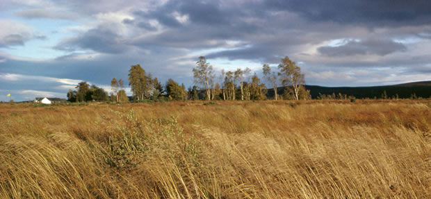 culloden-battlefield