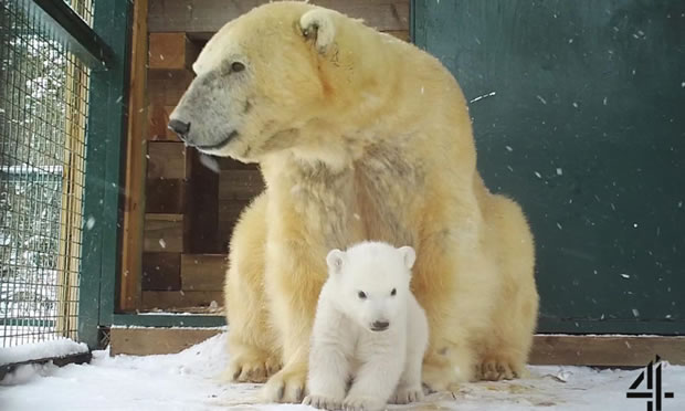 highland-wildlife-park